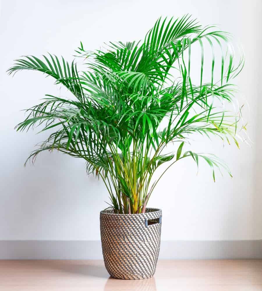 areca palm