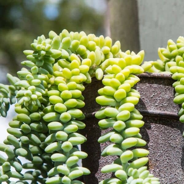 burros tail in the garden