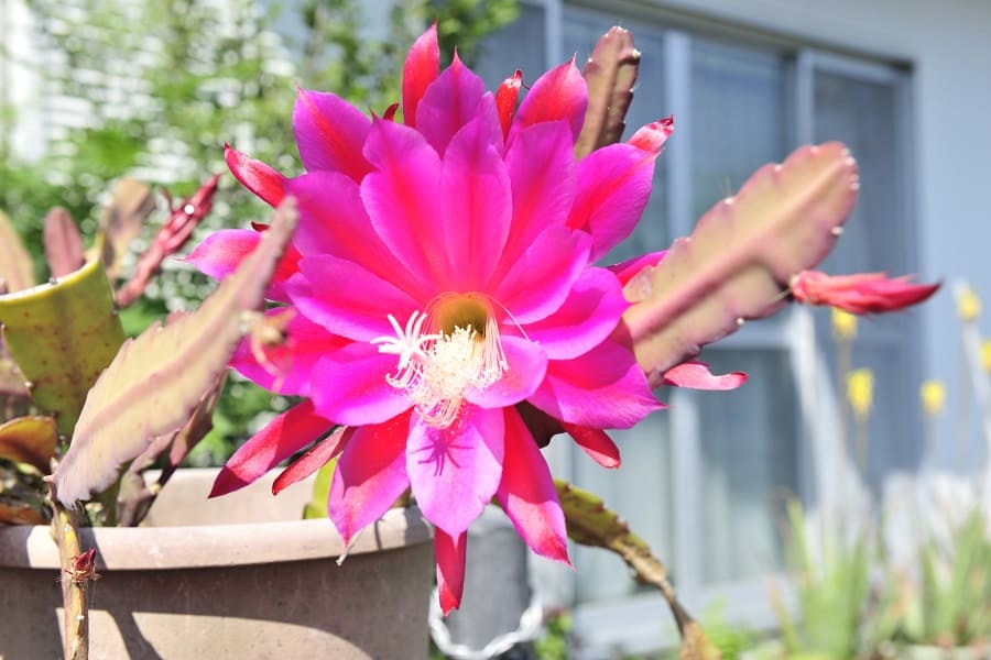 does epiphyllum like the sun