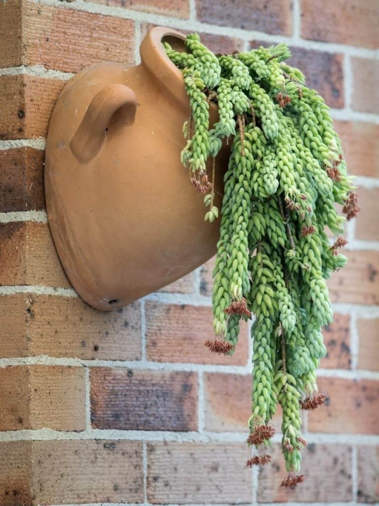 hanging donkey tail succulent