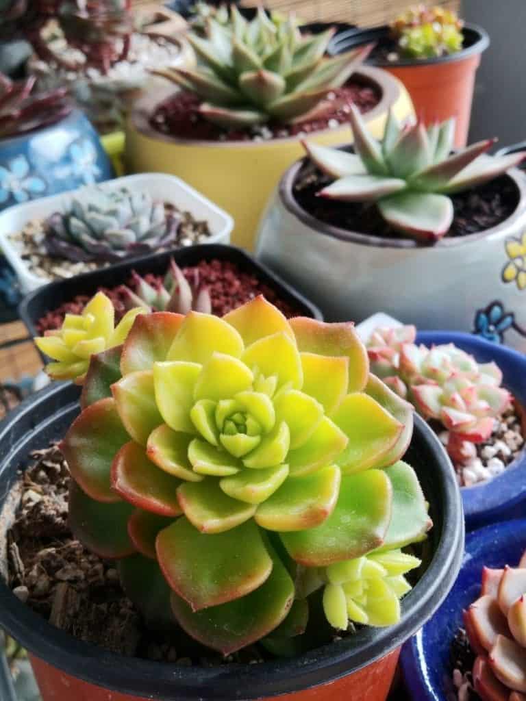 healthy succulents