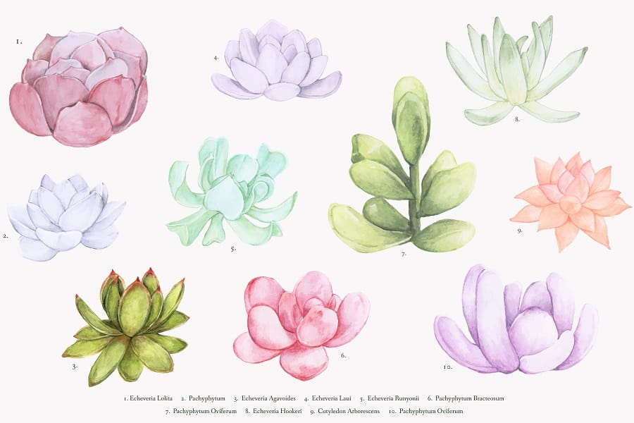 how to draw a succulent