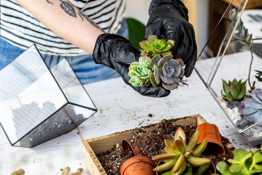 how to plant succulents in glass terrarium