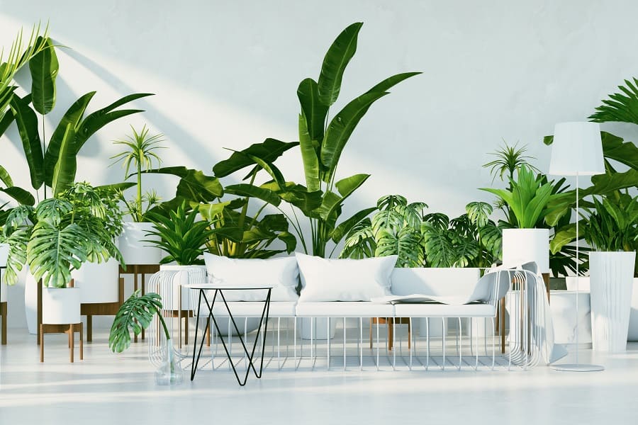 indoor purifying plants 2