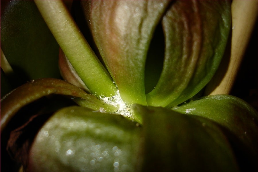 mealybugs on succulent