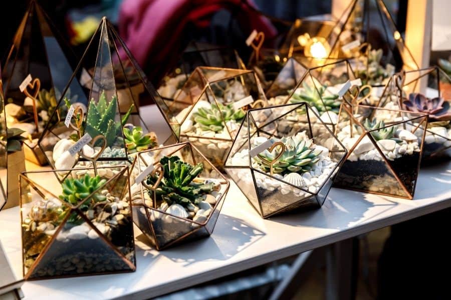 planting succulents in glass containers