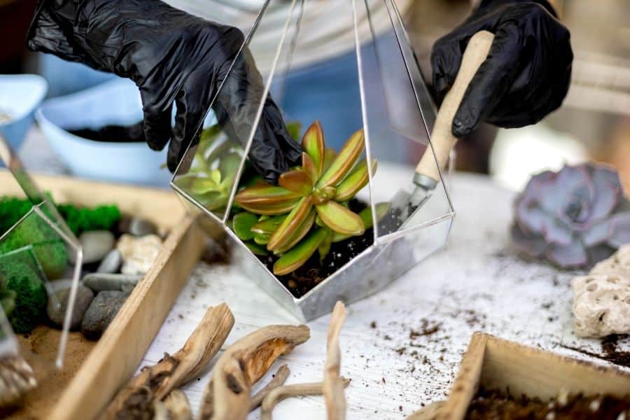 planting succulents in glass