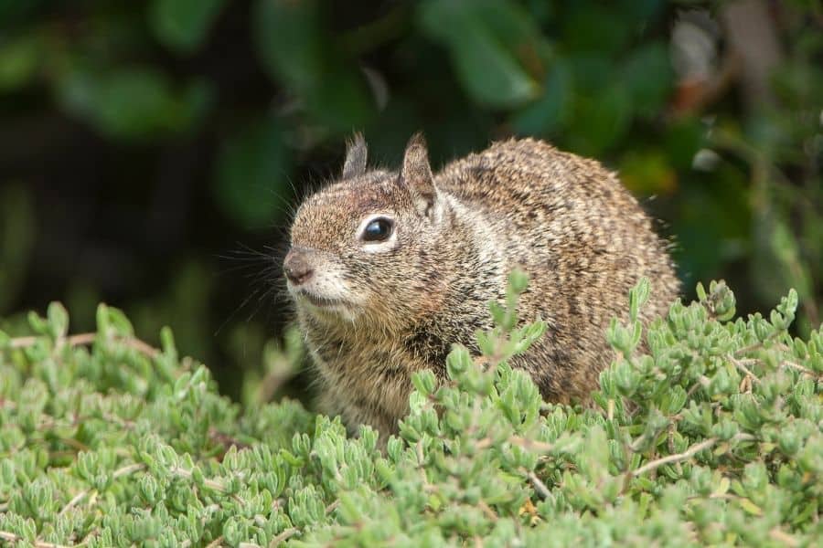 prevent squirrels from your succulent garden