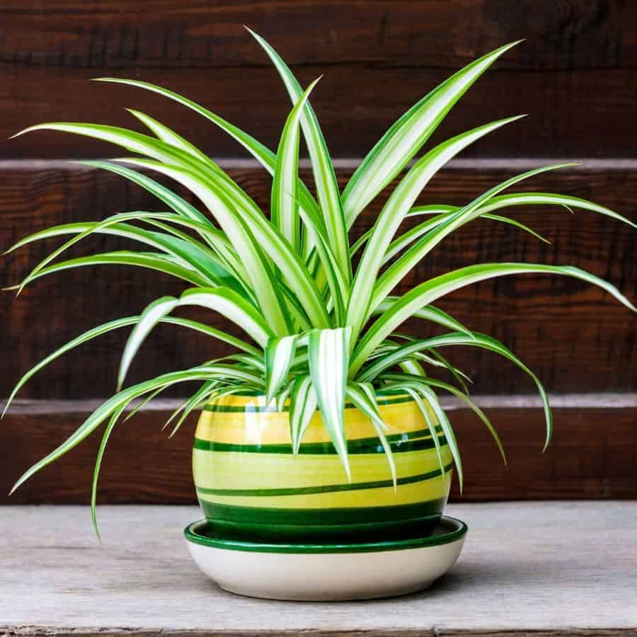 spider plant 1