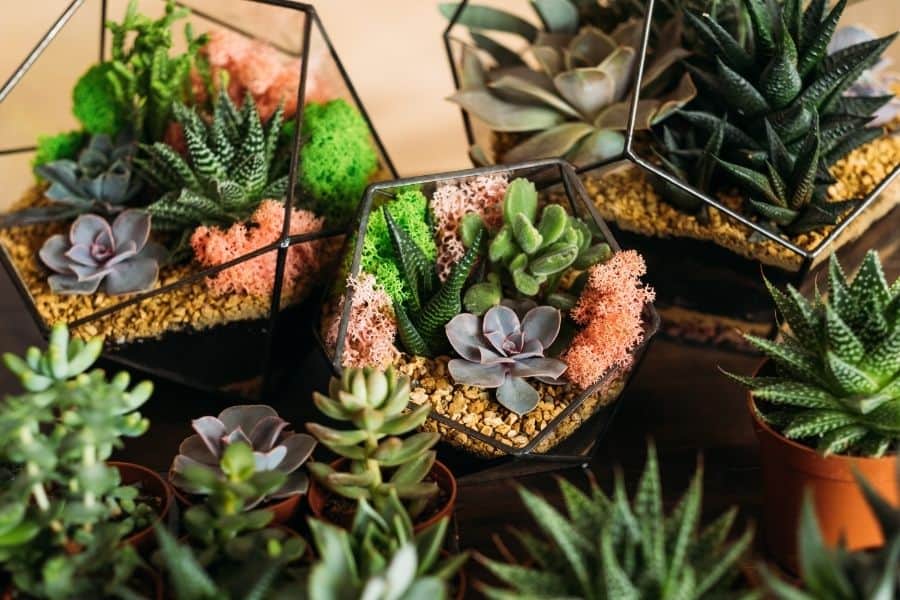 succulents in glass containers