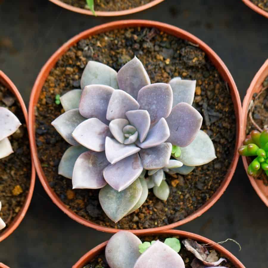 use good succulent soil