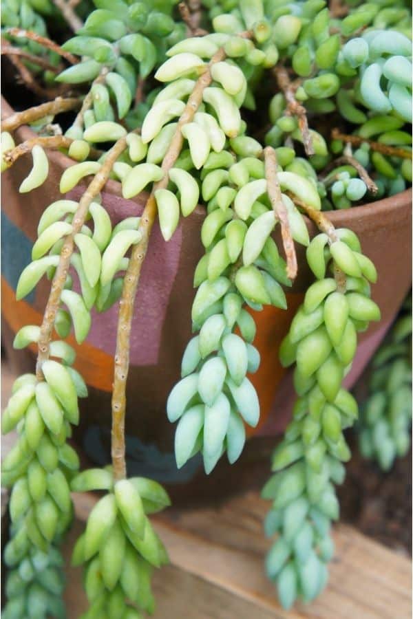 why is my donkey tail succulent losing leaves