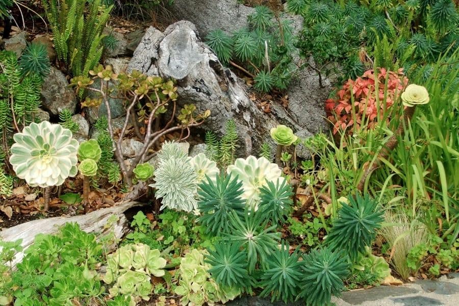 xeriscaping with succulents