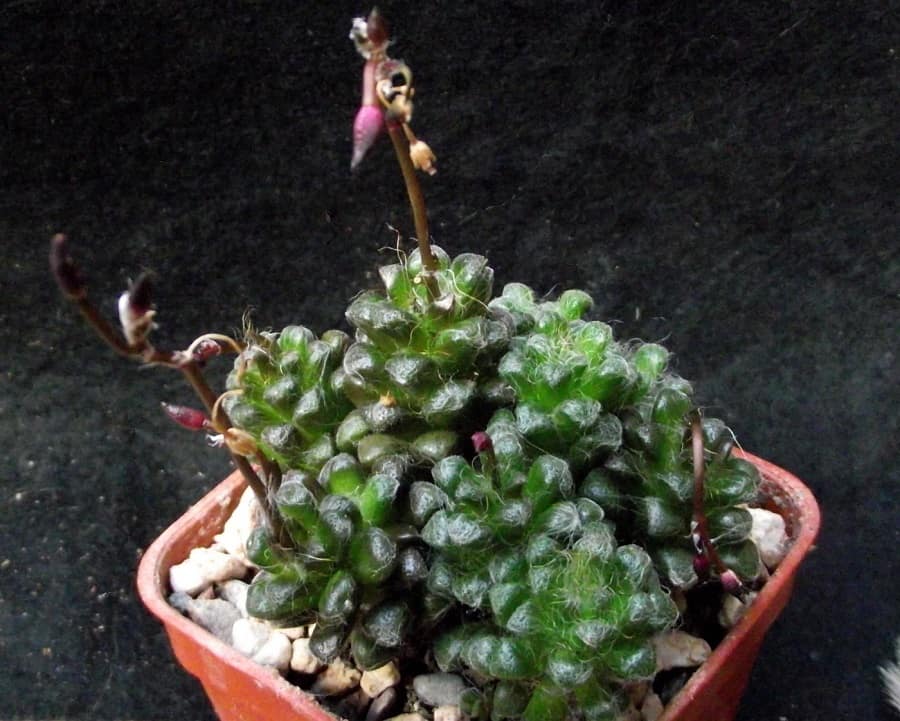 anacampseros tomentosa