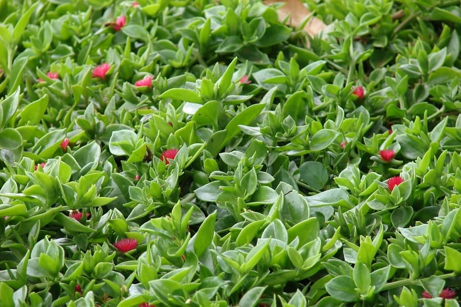 names of ground cover plants