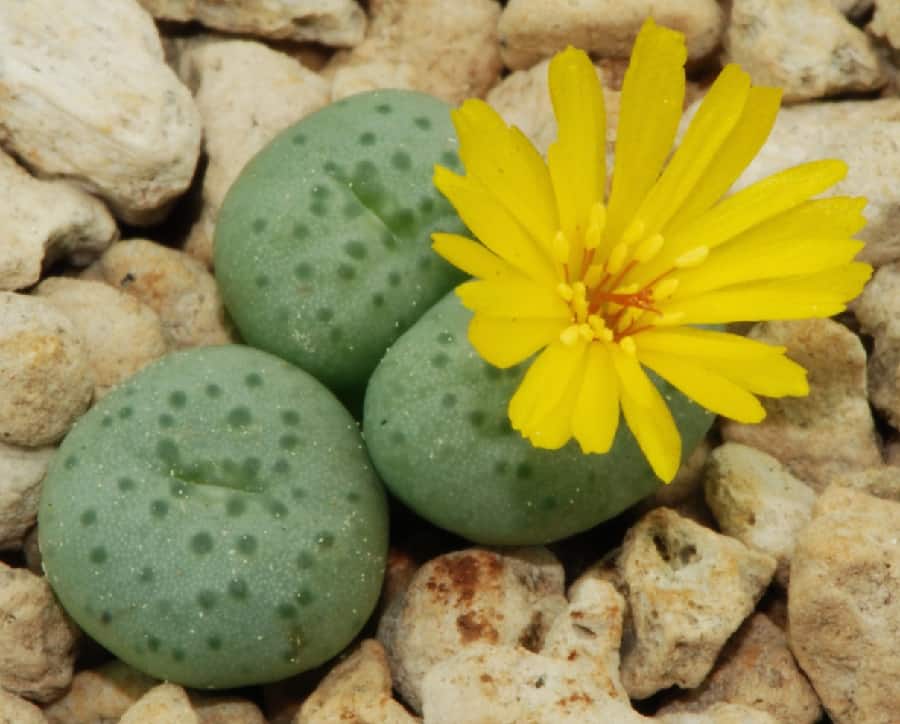 conophytum flavum subs. novicium