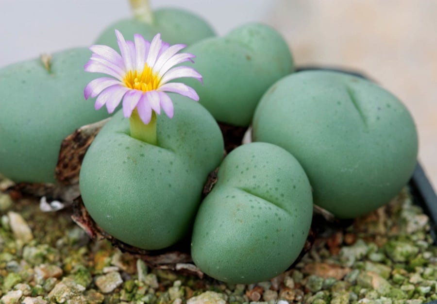 conophytum globosum