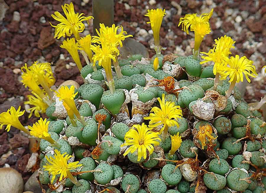 conophytum novicium