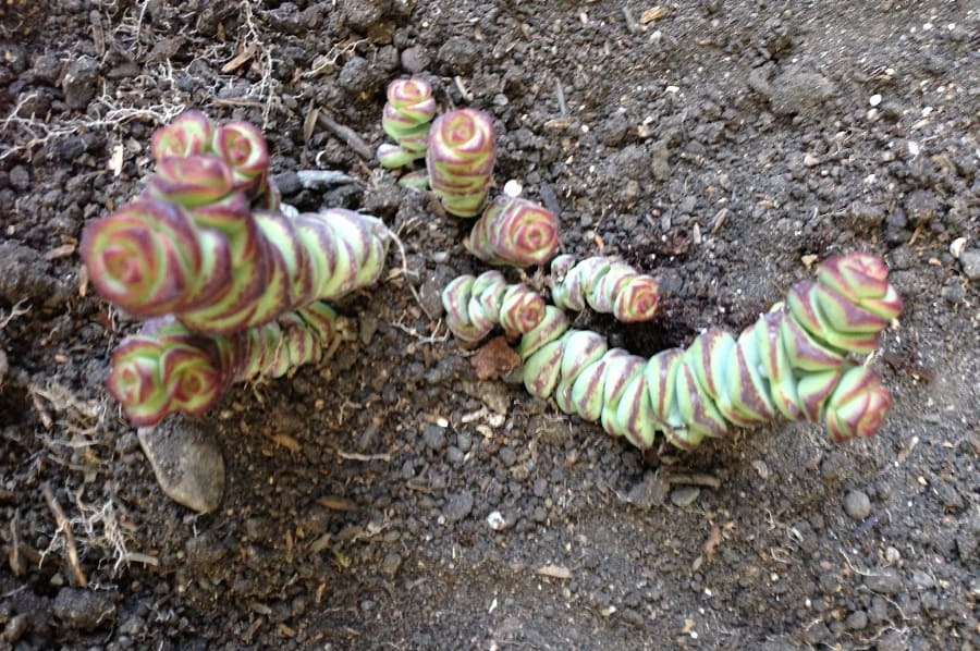 crassula cv. baby necklace