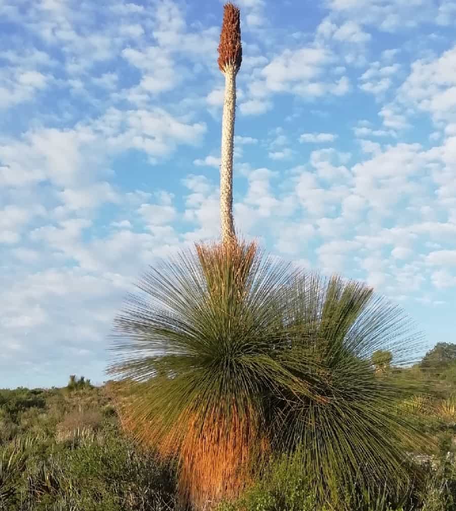 dasylirion acrotrichum