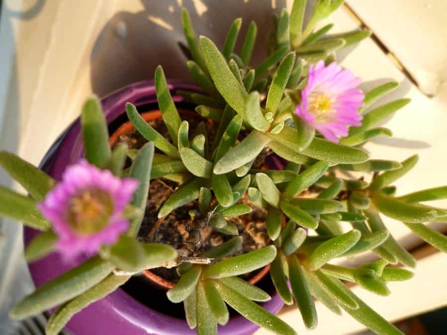 delosperma sawdahense