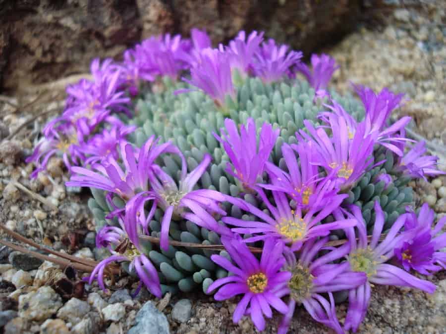 delosperma sphalmanthoides