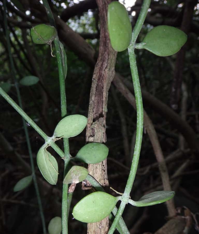 dischidia chinensis