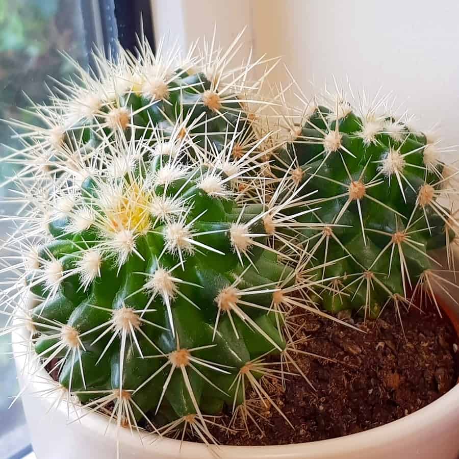 echinocactus grusonii var. albispinus