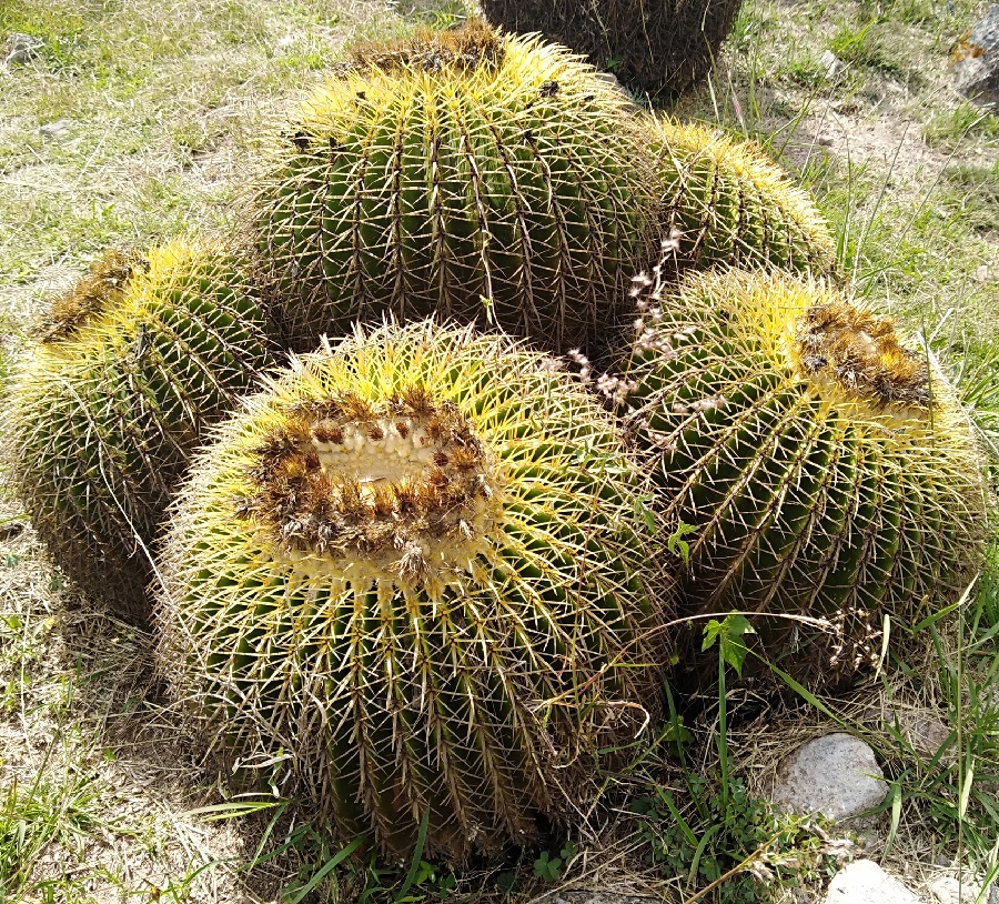 echinocactus grusonii