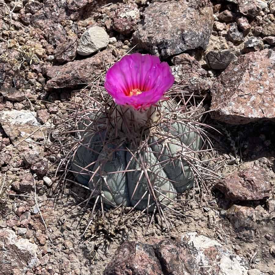 echinocactus horizonthalonius ssp. horizonthalonius