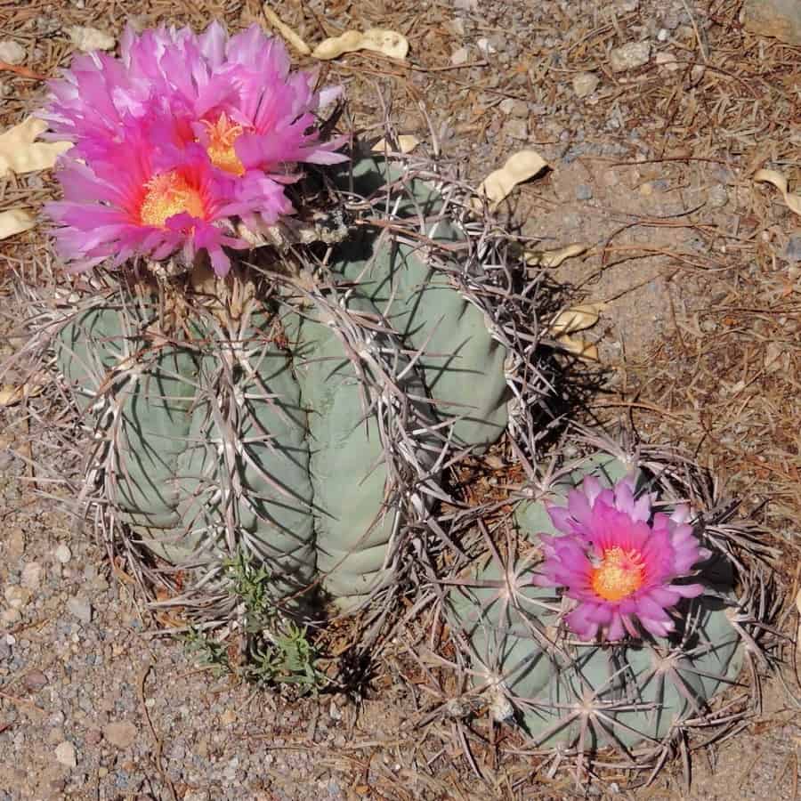 echinocactus horizonthalonius ssp. nicholii