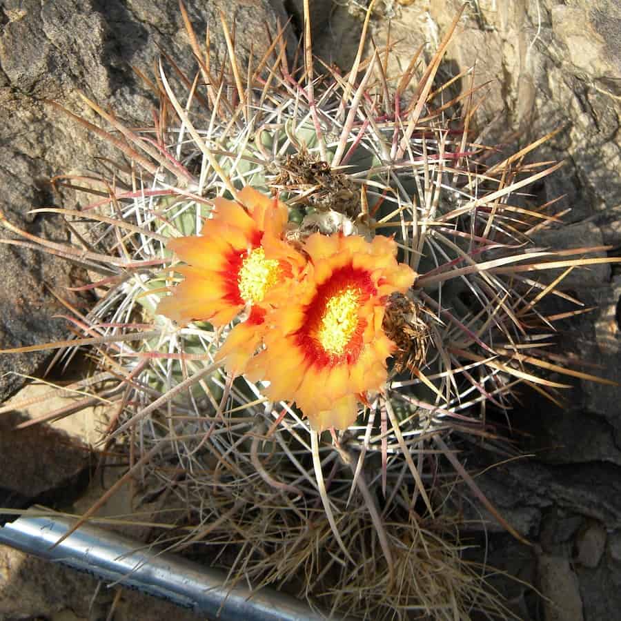 echinocactus parryi