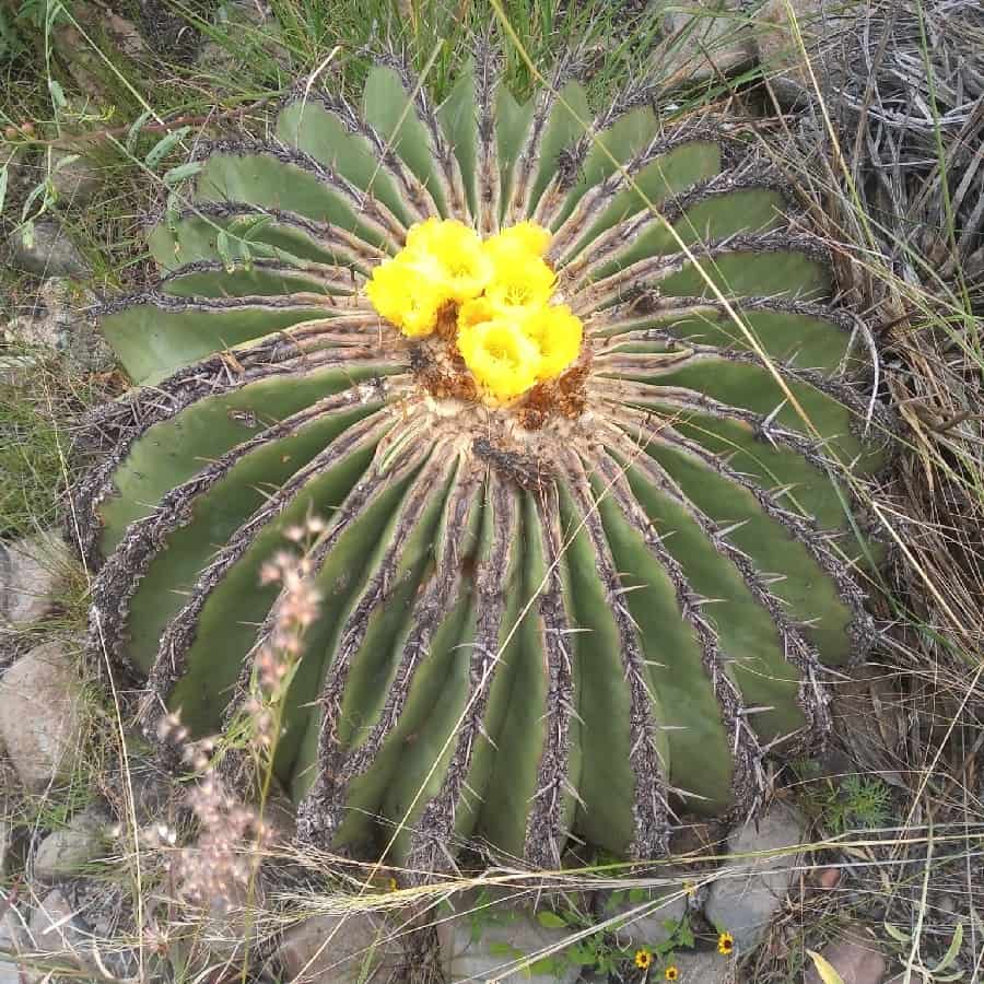 echinocactus platyacanthus