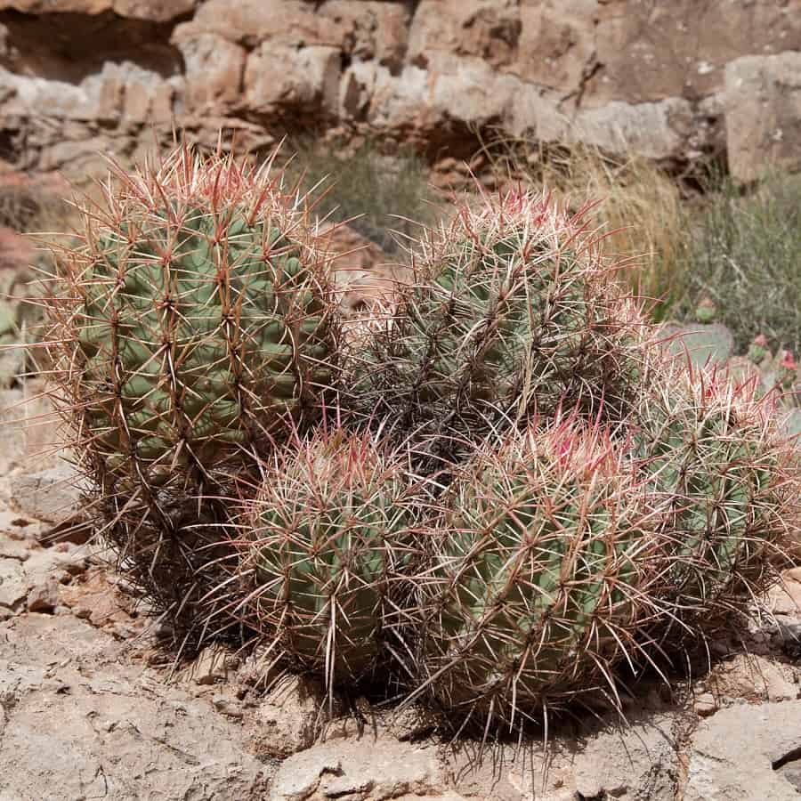 echinocactus polycephalus subs.