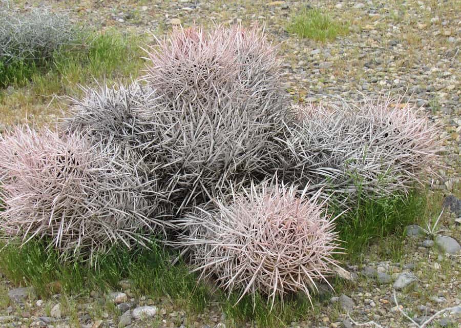 echinocactus polycephalus