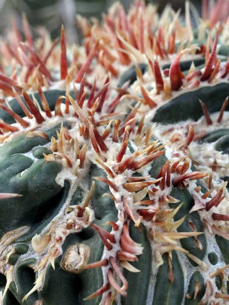 echinocactus texensis cv. anayami monstr