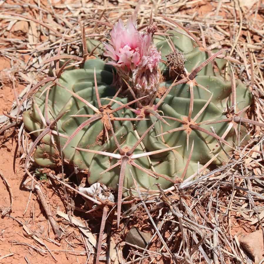 echinocactus