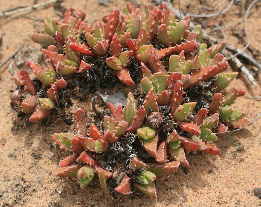 faucaria longifolia