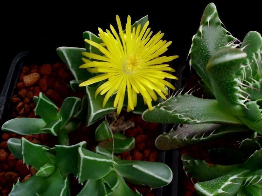 faucaria lupina