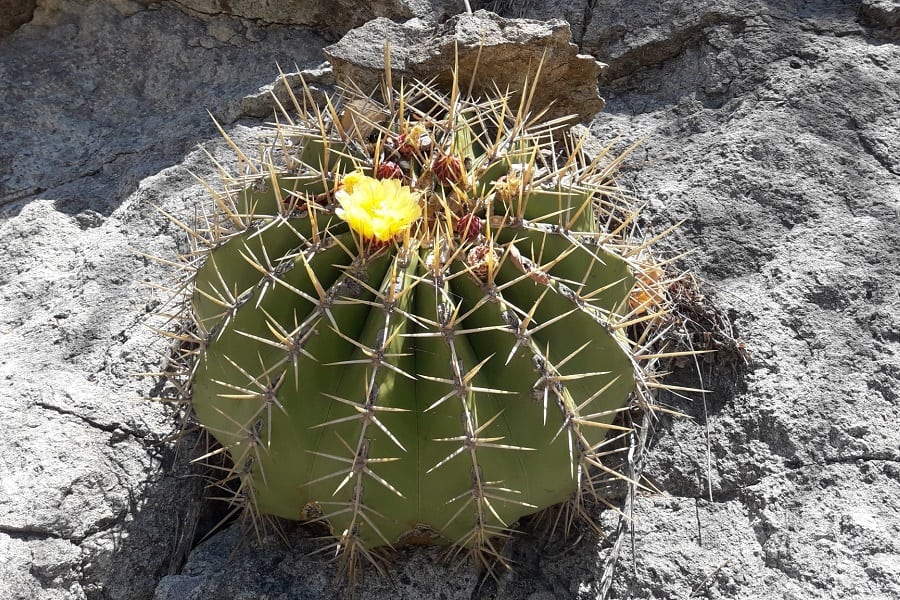 ferocactus alamosanus