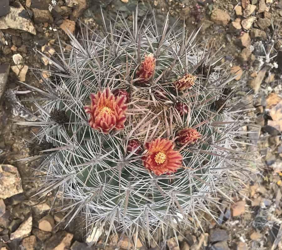 ferocactus chrysacanthus ssp grandiflorus