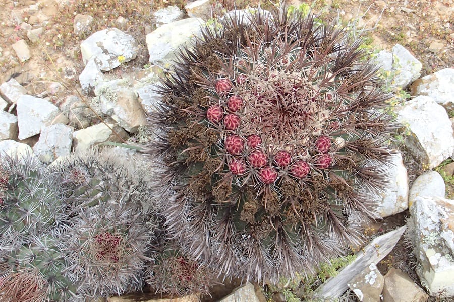 ferocactus chrysacanthus