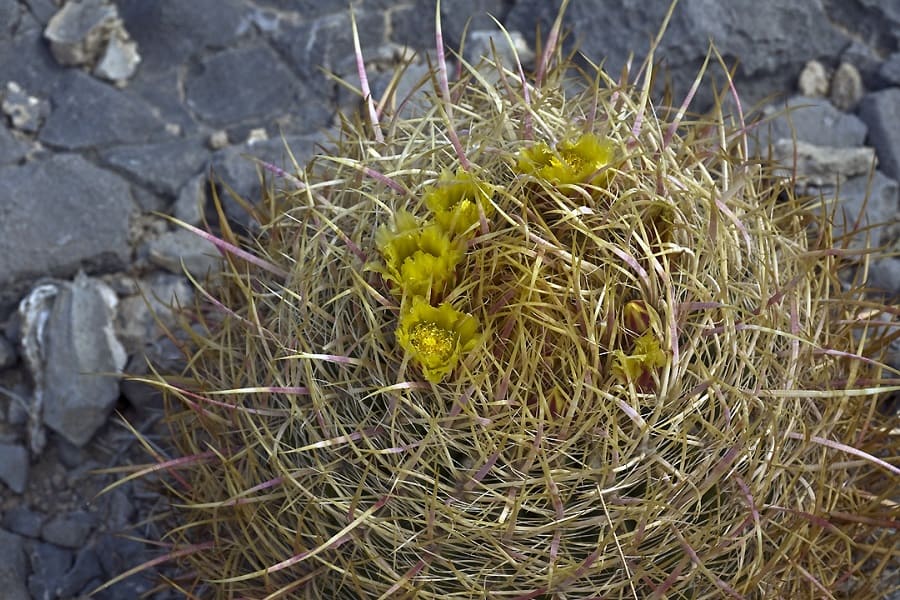 ferocactus cylindraceus ssp lecontei