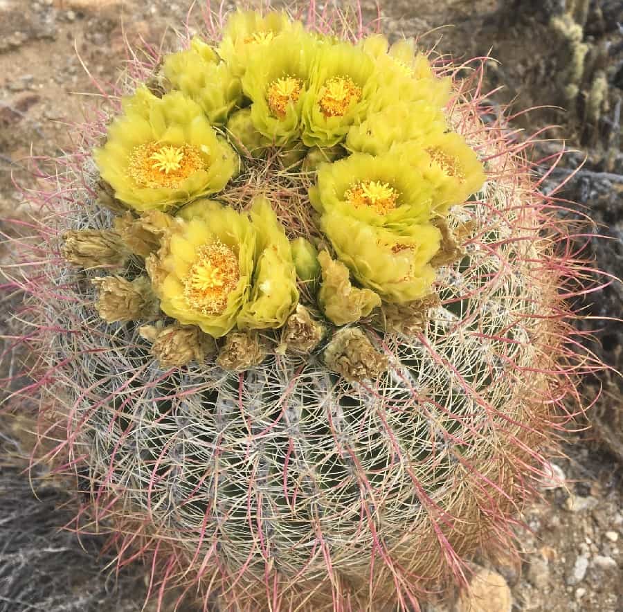 ferocactus cylindraceus