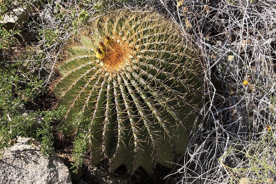 ferocactus diguetii