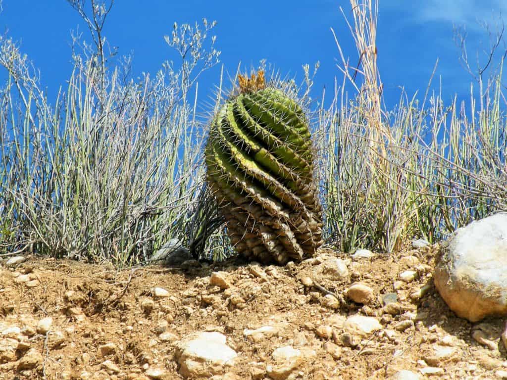 ferocactus echidne var. victoriensis