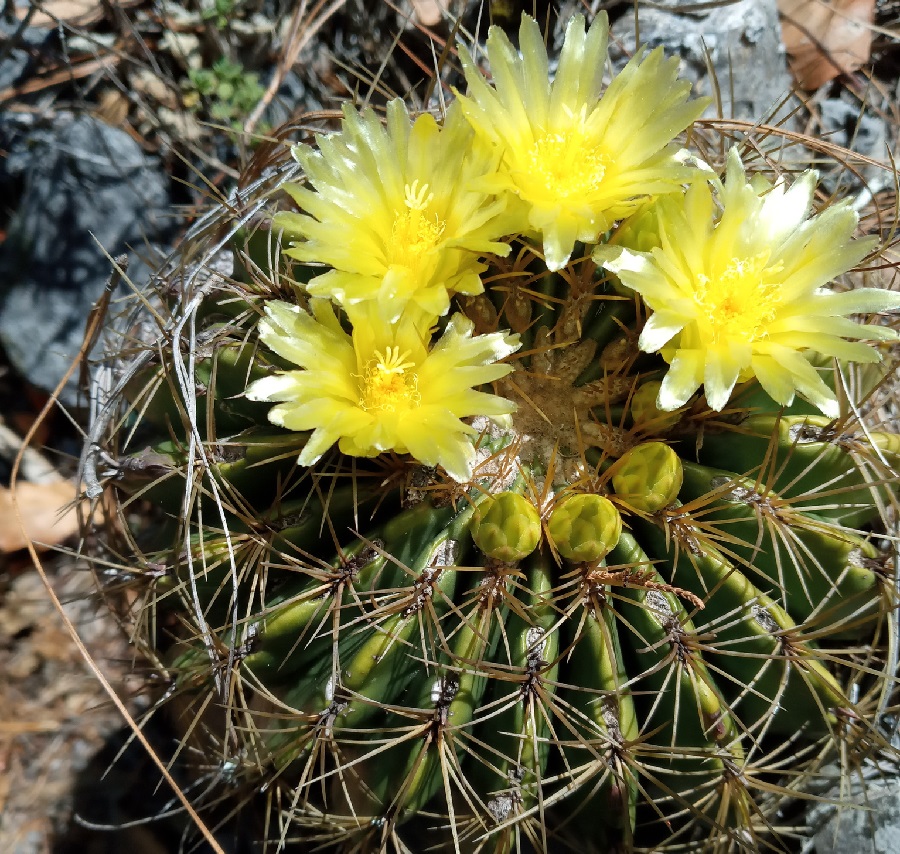 ferocactus echidne