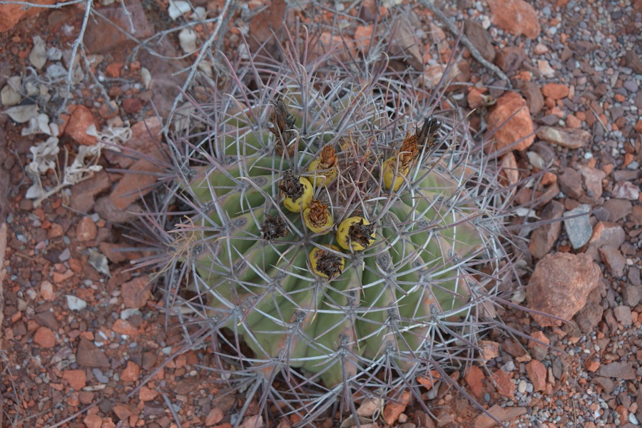 ferocactus emoryi