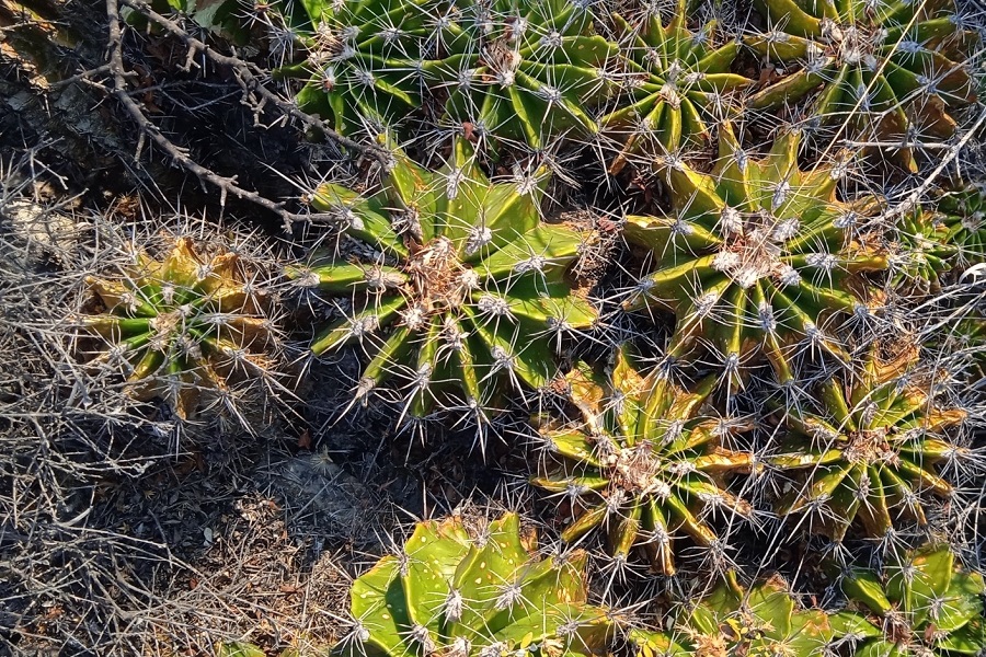 ferocactus flavovirens