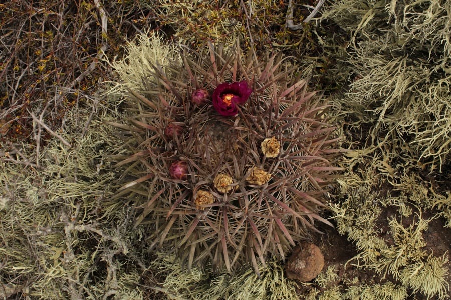 ferocactus fordii ssp. borealis